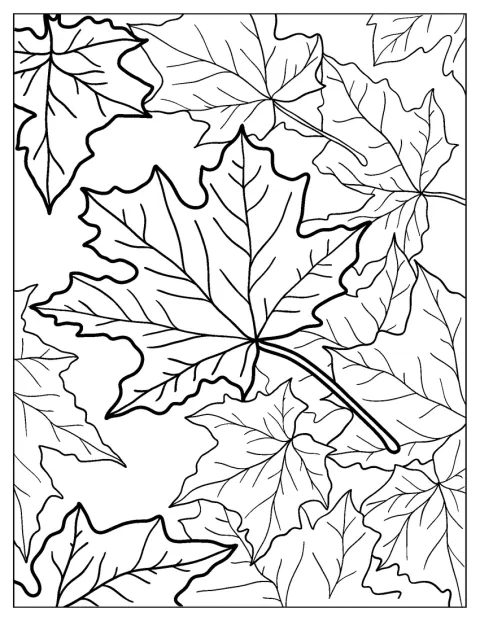 Ahornblätter liegen verstreut und erinnern an den Herbst.