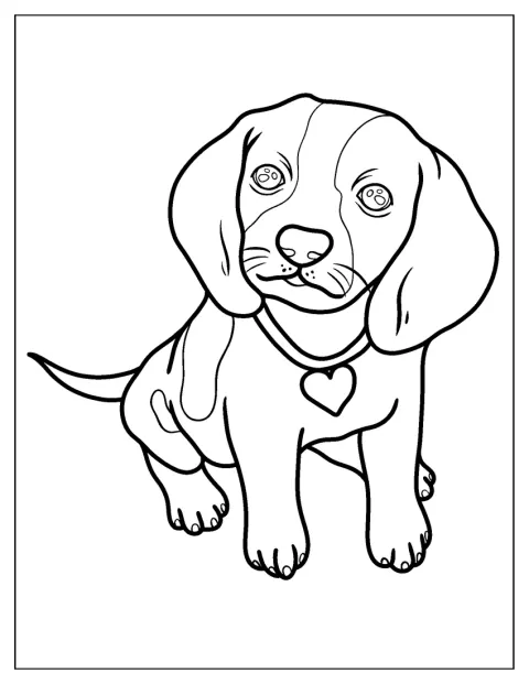 首輪をつけたビーグルの子犬がこちらを向いています。