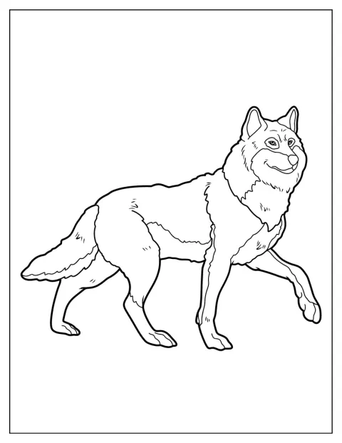 Um lobo caminha com passo tranquilo.
