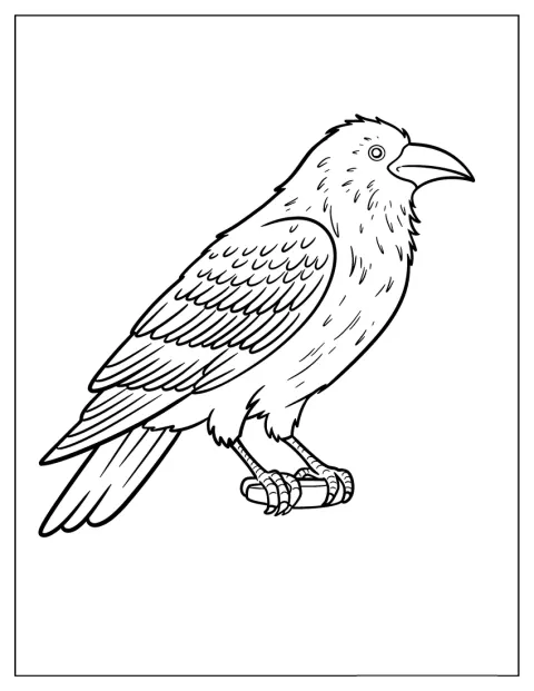 Van opzij zie je de gedetailleerde kop en veren van een volwassen raaf.