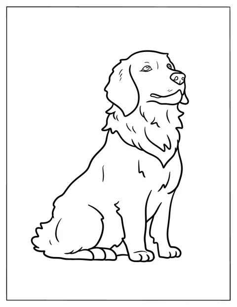 Ein ausgewachsener Golden Retriever sitzt gelassen auf dem Boden.