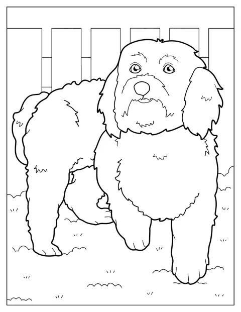 En malteser lyfter ena tassen och tittar framåt.