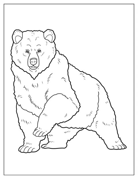 Un oso de pelaje abundante levanta una de sus patas.