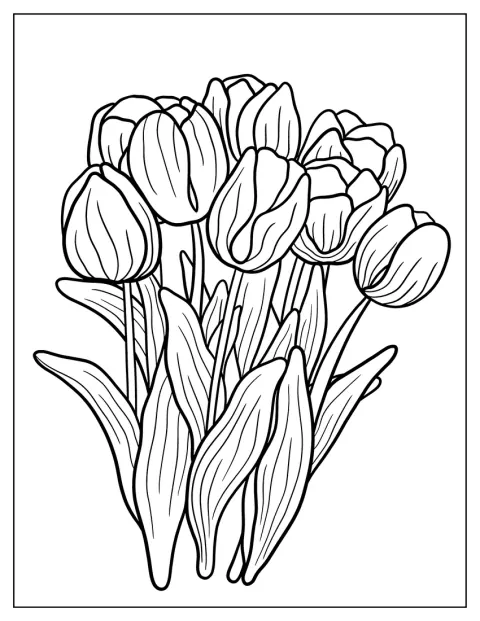 Flere enkle tulipaner står med lange stilke og blade.