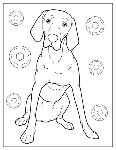 Ein Vizsla sitzt aufrecht und schaut aufmerksam nach vorn.