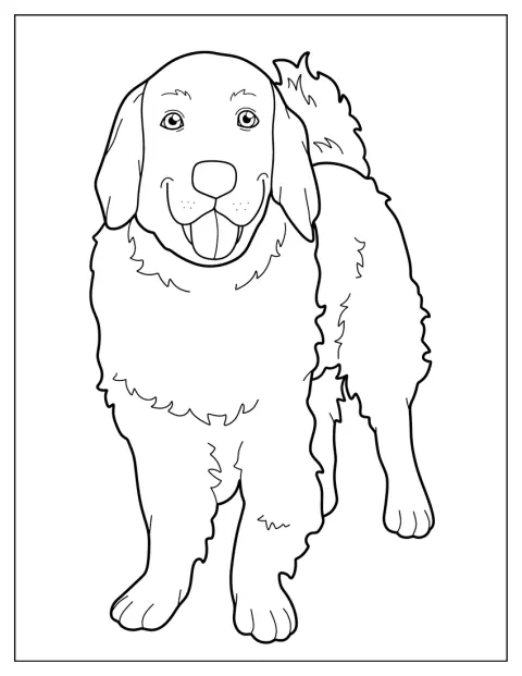 De omtrek van een labrador is eenvoudig weergegeven.