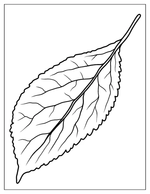 Wild Cherry Leaf