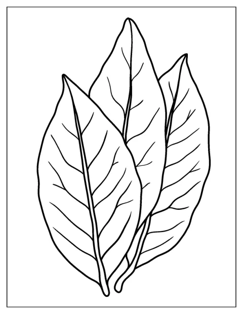 Een blad van een vogelkers staat afgebeeld.