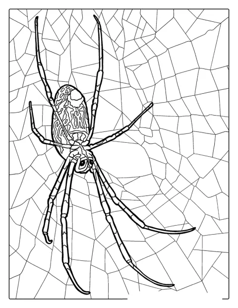 Una araña marrón aparece con las patas abiertas.