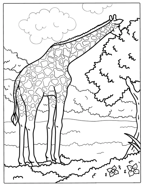 O girafă adultă își întinde gâtul ca să mănânce frunze din copac.
