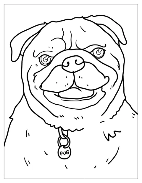 Detailed Pug Face Coloring Page