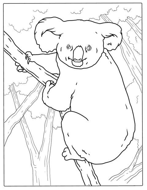 Ein großer Koala sitzt zwischen den Ästen eines Baums.