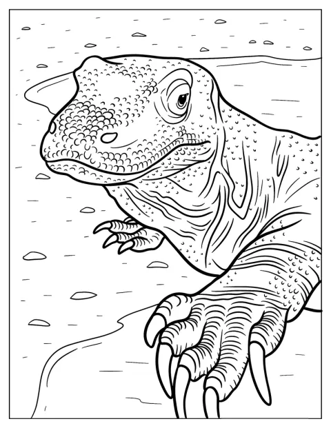Close Up Of Komodo Dragon Coloring Page