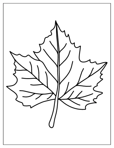 Maple Tree Leaf Coloring Page