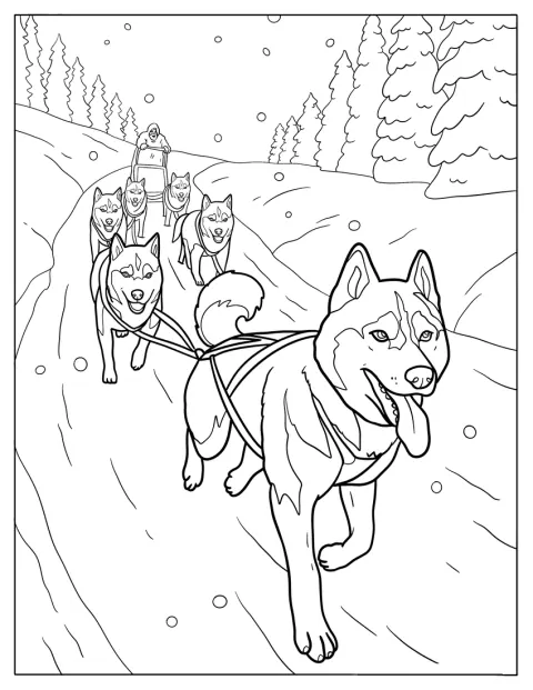 Ein Musher lenkt sein Husky-Team bei einem Schlittenrennen durch die Winterlandschaft.