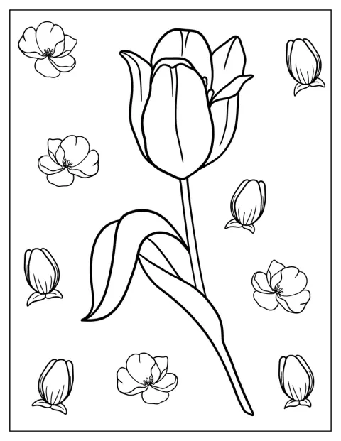 Un tulipán solitario muestra su contorno sencillo.