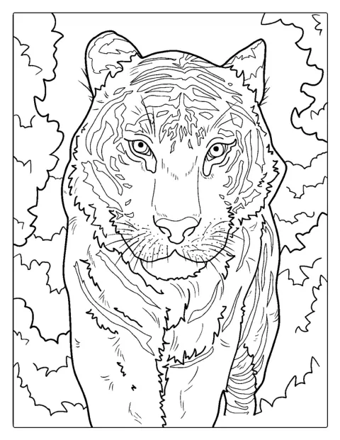 Un tigre blanco posa de frente.