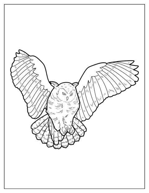 アメリカフクロウが翼を広げ、空から勢いよく舞い降りています。