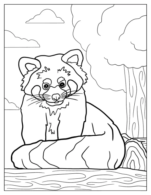 A vörös panda hosszú farkát maga köré tekeri.
