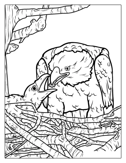 Bald Eagle Feeding Chick In Nest Coloring Sheet