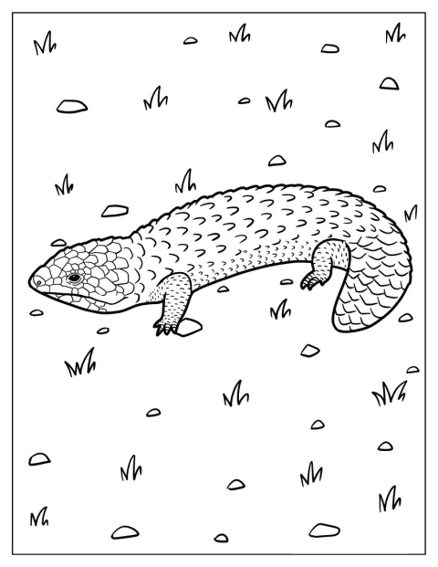 En shingleback-øgle står på bakken.