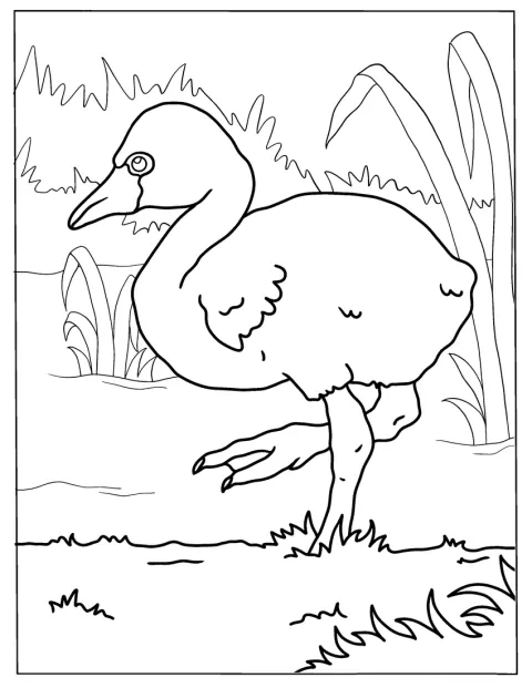 Een jonge flamingo staat alleen, met fijne veren en een gebogen snavel.