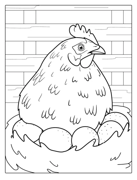Een hen broedt op haar nest.