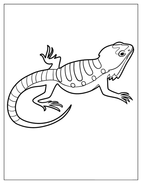 Un drago barbuto è raffigurato con linee semplici.