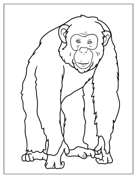 Een jonge chimpansee is natuurgetrouw afgebeeld.