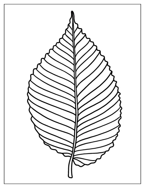 Elm Leaf To Color