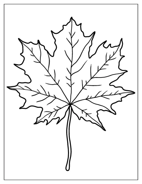 Samostatný javorový list představuje kanadský symbol.
