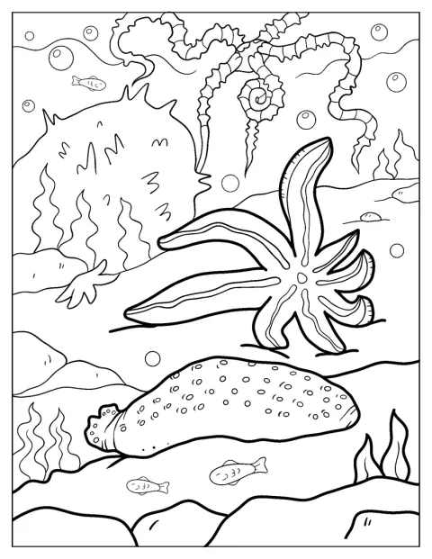 Uma estrela-do-mar, um pepino-do-mar e um ofiúro estão no fundo do mar.