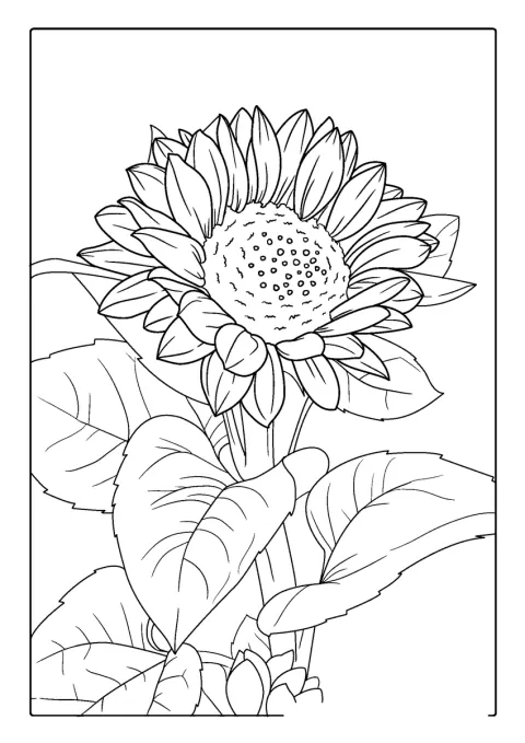 Un girasole mostra i suoi petali attorno al grande centro.