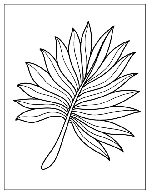 Et vifteformet blad strækker sine årer ud.