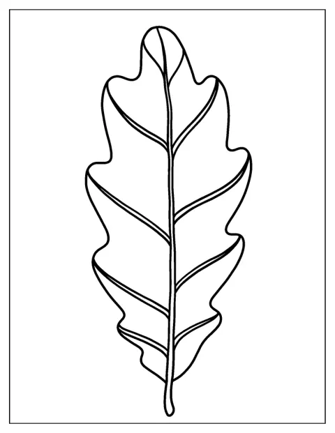 Tammenlehti näkyy yksinään selkeässä ääriviivakuvassa.