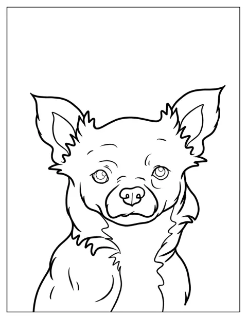 En lurvig chihuahua sitter stilla.