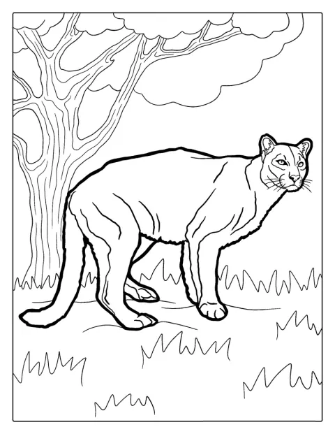 Mountain Lion Coloring Page