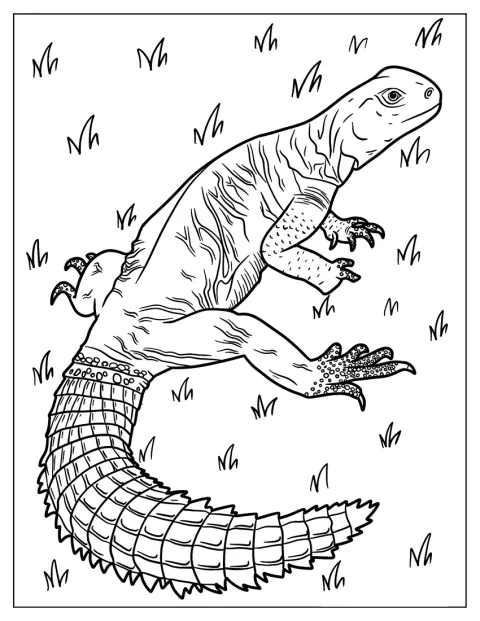 Lizard Coloring Page of Large Egyptian Uromastyx On Field
