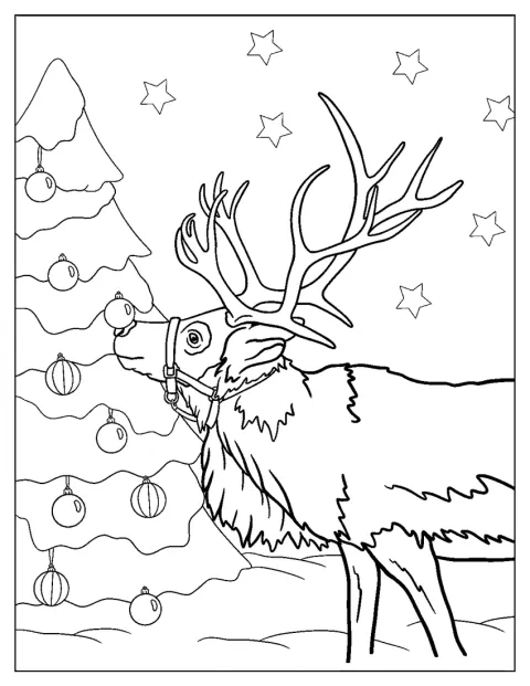 En ren nosar på en julgran.