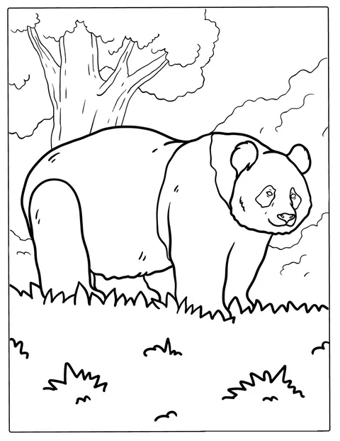 Un panda géant marche dans une étendue d’herbe.