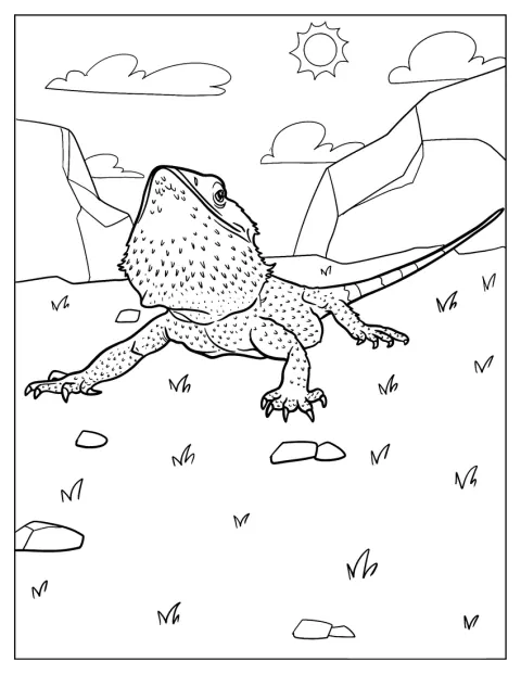 Bearded Dragon Coloring Page On Grass