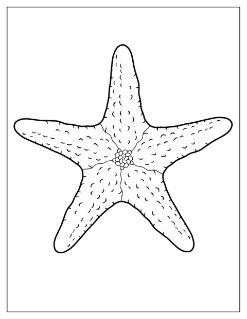O contorno simples de uma estrela-do-mar ocupa o centro da imagem.