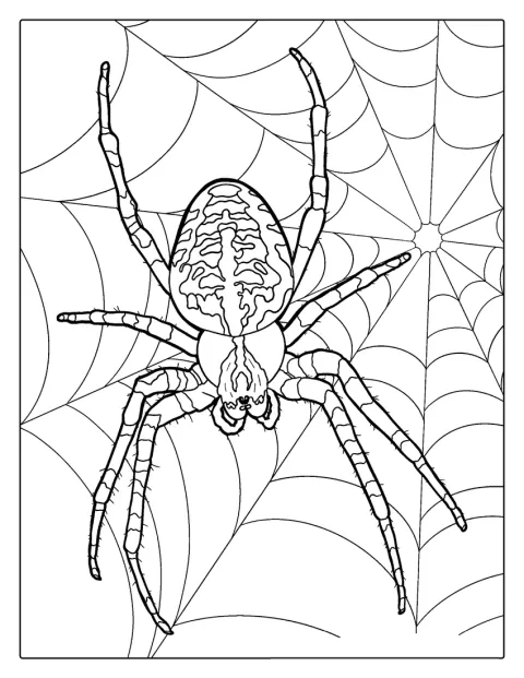 Big Spider On Web Coloring Page