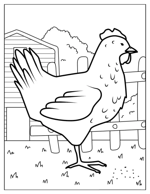 Une poule se promène dans la ferme.