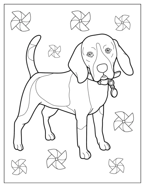 Egy felnőtt beagle nyakörvet és bilétát visel.
