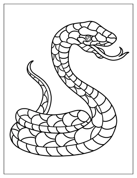 Un serpent lové tire la langue.