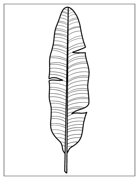 Bird Of Paradise Leaf Coloring Page