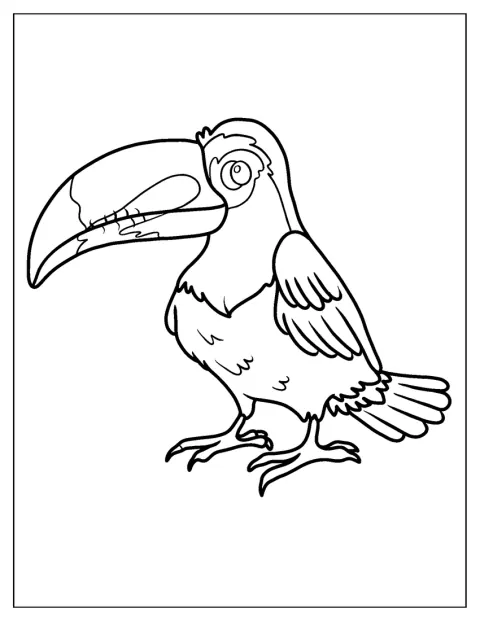 Un toucan adulte est représenté avec un plumage et un bec détaillés.