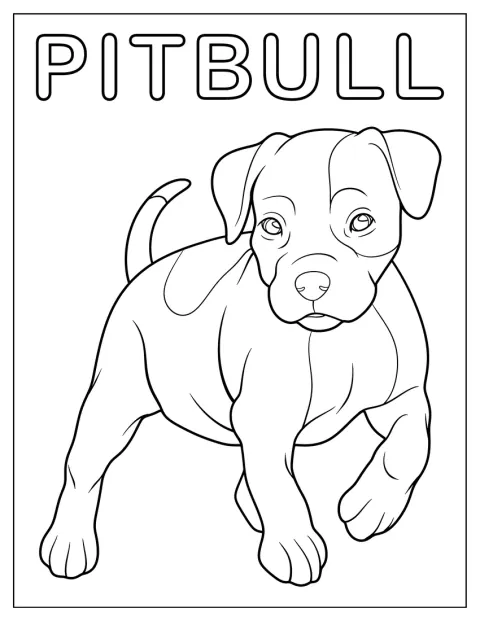 Pitbul kráčí s hlavou vztyčenou.