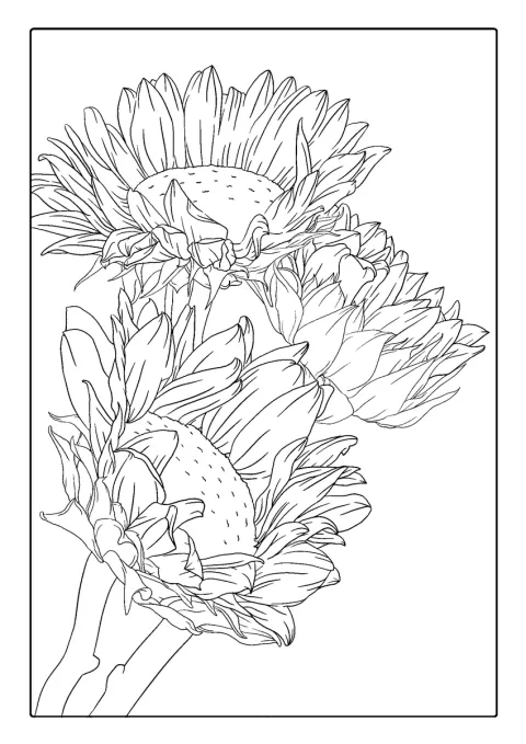 Drie zonnebloemen hangen slap met verwelkende bloemblaadjes.